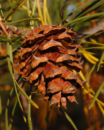 Pinus Virginiana Cone (1.5")