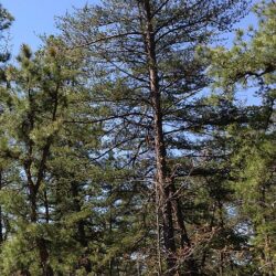 Pinus virginiana